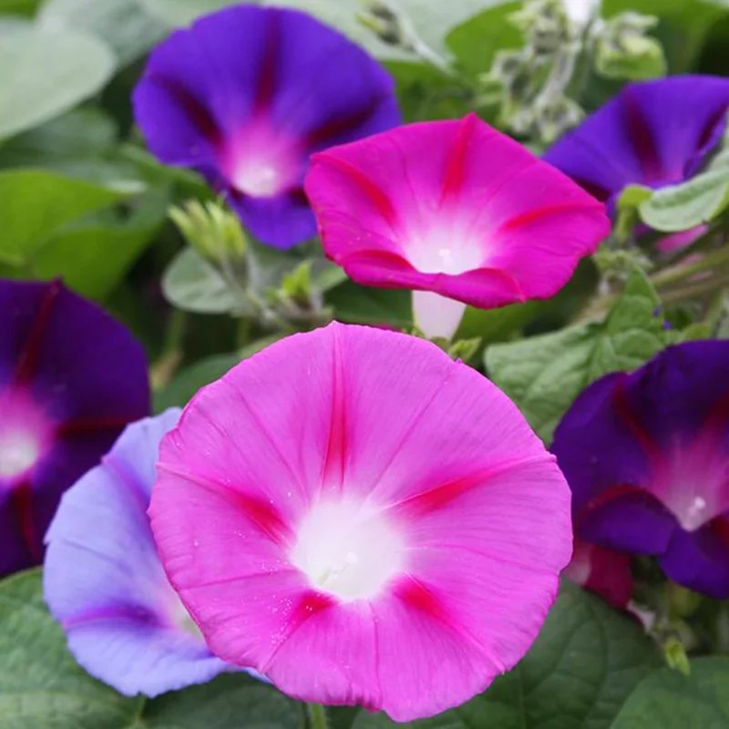 Morning Glory Flower Seeds - 100pcs Heavenly Blue, Annual, Outdoor Planting - Image 1
