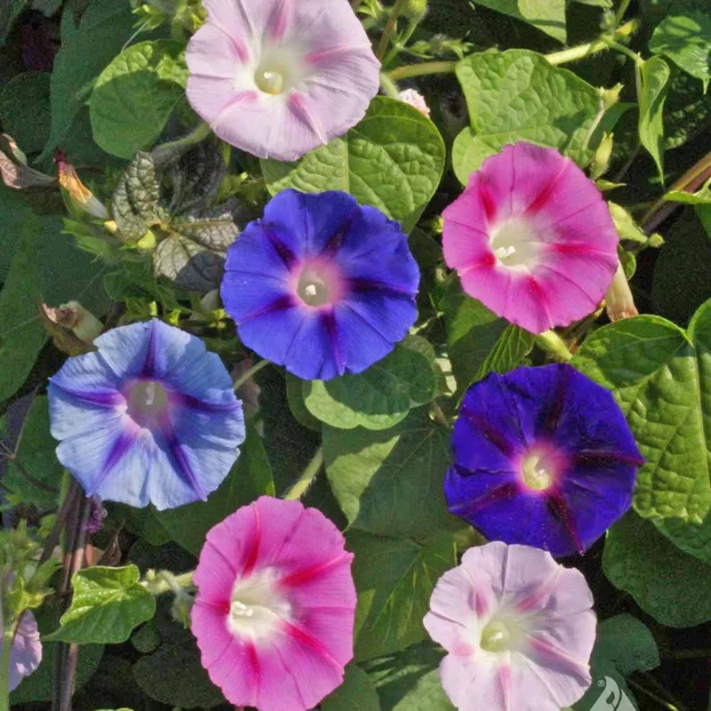 Morning Glory Flower Seeds - 100pcs Heavenly Blue, Annual, Outdoor Planting - Image 2