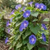 Morning Glory Seeds - 100 Count Flower Seeds for Outdoor Planting - Image 1