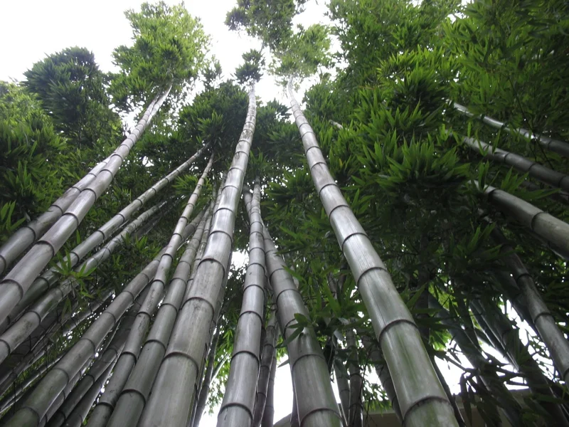 Moso King Bamboo Seeds - Giant Phyllostachys edulis, 60+ Seeds, Indoor/Outdoor Moso King Bamboo Seeds - Giant Phyllostachys edulis, 60+ Seeds, Indoor/Outdoor - Image 3