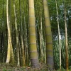 Moso King Bamboo Seeds - Giant Phyllostachys edulis, 60+ Seeds, Indoor/Outdoor - Image 1