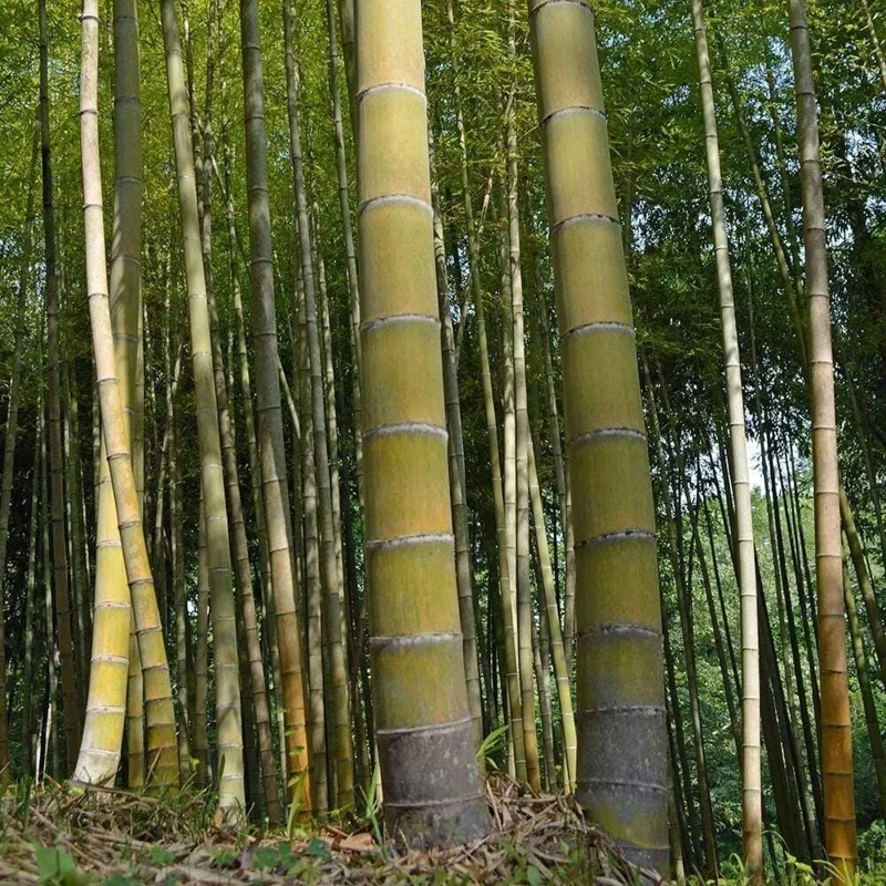 Moso King Bamboo Seeds - Giant Phyllostachys edulis, 60+ Seeds, Indoor/Outdoor Moso King Bamboo Seeds - Giant Phyllostachys edulis, 60+ Seeds, Indoor/Outdoor - Image 1
