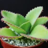 Mother of Thousands Kalanchoe daigremontiana Seeds - 25 Rare Succulent Seeds Mother of Thousands Kalanchoe daigremontiana Seeds - 25 Rare Succulent Seeds - Image 1
