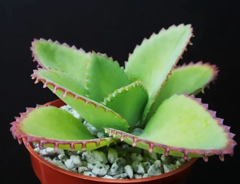 Mother of Thousands Kalanchoe daigremontiana Seeds - 25 Rare Succulent Seeds Mother of Thousands Kalanchoe daigremontiana Seeds - 25 Rare Succulent Seeds - Image 1