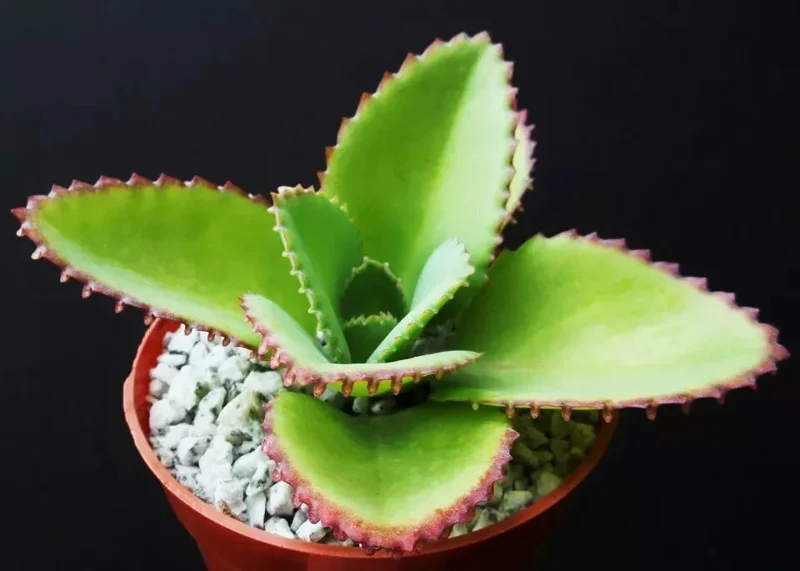 Mother of Thousands Kalanchoe daigremontiana Seeds - 25 Rare Succulent Seeds Mother of Thousands Kalanchoe daigremontiana Seeds - 25 Rare Succulent Seeds - Image 3