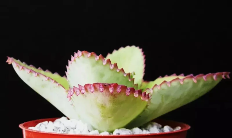 Mother of Thousands Kalanchoe daigremontiana Seeds - 25 Rare Succulent Seeds Mother of Thousands Kalanchoe daigremontiana Seeds - 25 Rare Succulent Seeds - Image 4