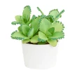 Mother of Thousands Live Plant - Kalanchoe Daigremontiana Succulent 2 Inch Pot - Image 1