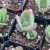 Mother of Thousands Live Plant - Kalanchoe Daigremontiana Succulent in 2 Inch Pot, Easy Care Indoor - Image 1