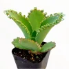 Mother of Thousands Succulent Live Plant 2 Inch - Kalanchoe Daigremontiana - Image 1