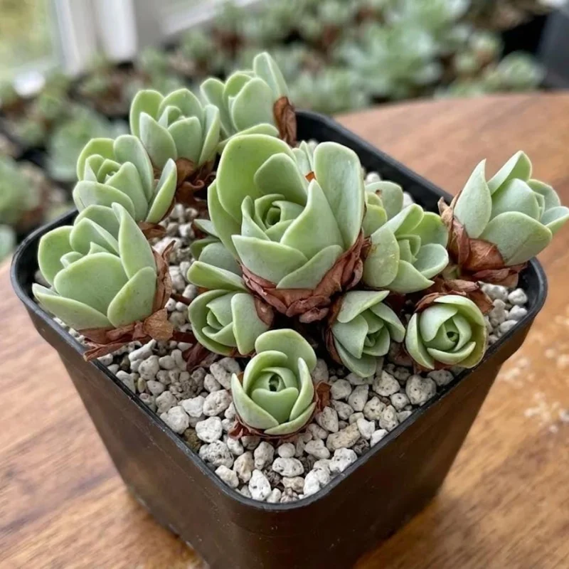 Mountain Rose Cactus Live Plant - Rare Succulent Houseplant, 2 Inch Pot Mountain Rose Cactus Live Plant - Rare Succulent Houseplant, 2 Inch Pot - Image 2