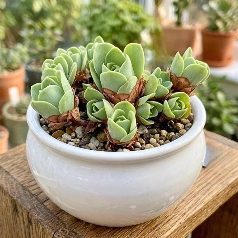 Mountain Rose Cactus Live Plant - Rare Succulent Houseplant, 2 Inch Pot Mountain Rose Cactus Live Plant - Rare Succulent Houseplant, 2 Inch Pot - Image 1