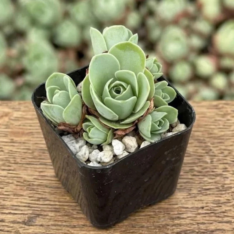 Mountain Rose Cactus Live Plant - Rare Succulent Houseplant, 2 Inch Pot Mountain Rose Cactus Live Plant - Rare Succulent Houseplant, 2 Inch Pot - Image 3