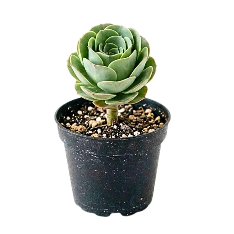 Mountain Rose Cactus Live Plant - Rare Succulent Houseplant, 2 Inch Pot Mountain Rose Cactus Live Plant - Rare Succulent Houseplant, 2 Inch Pot - Image 4