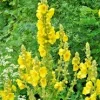 Mullein Olympicum Seeds - 500 Seeds, Hardy 6-10' Tall Yellow Flowers, Verbascum Outdoor - Image 1