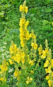 Mullein Olympicum Seeds - 500 Seeds, Hardy 6-10' Tall Yellow Flowers, Verbascum Outdoor - Image 1