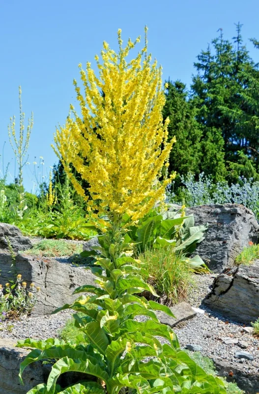 Mullein Olympicum Seeds - 500 Seeds, Hardy 6-10' Tall Yellow Flowers, Verbascum Outdoor - Image 2