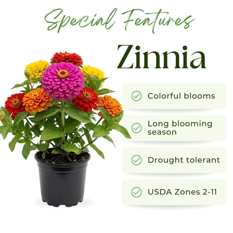 Multicolor Zinnia Live Plant – 8-12 Inches Tall, Vibrant Blooms, Outdoor Flower - Image 2