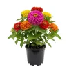Multicolor Zinnia Live Plant – 8-12 Inches Tall, Vibrant Blooms, Outdoor Flower - Image 1