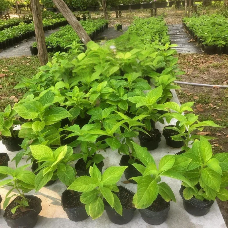 Munchkin Hydrangea Live Plant - Compact Oakleaf Shrub, 4 inch Pot, 1 Year Old Munchkin Hydrangea Live Plant - Compact Oakleaf Shrub, 4 inch Pot, 1 Year Old - Image 2