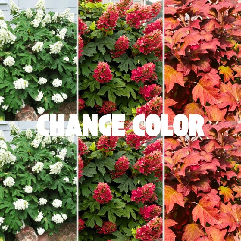 Munchkin Hydrangea Live Plant - Compact Oakleaf Shrub, 4 inch Pot, 1 Year Old Munchkin Hydrangea Live Plant - Compact Oakleaf Shrub, 4 inch Pot, 1 Year Old - Image 3