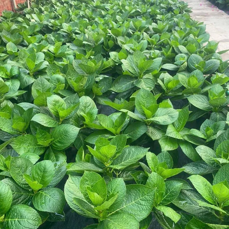 Munchkin Hydrangea Live Plant - Compact Oakleaf Shrub, 4 inch Pot, 1 Year Old Munchkin Hydrangea Live Plant - Compact Oakleaf Shrub, 4 inch Pot, 1 Year Old - Image 4
