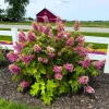 Munchkin Hydrangea Live Plant - Compact Oakleaf Shrub, 4 inch Pot, 1 Year Old - Image 1