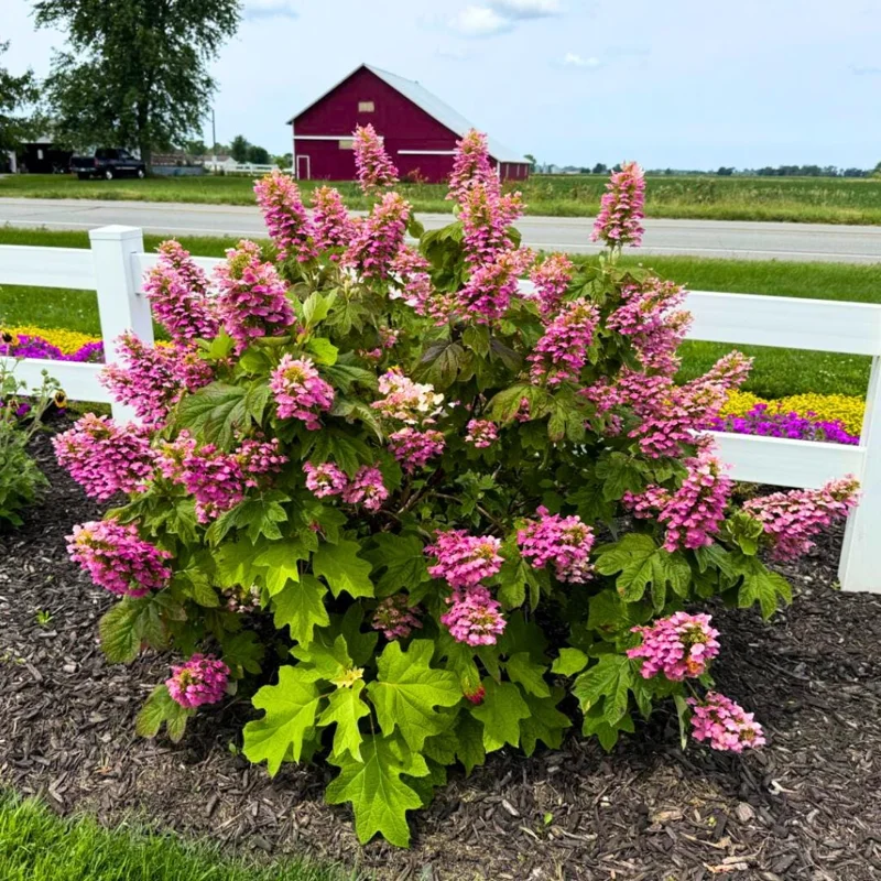 Munchkin Hydrangea Live Plant - Compact Oakleaf Shrub, 4 inch Pot, 1 Year Old Munchkin Hydrangea Live Plant - Compact Oakleaf Shrub, 4 inch Pot, 1 Year Old - Image 1