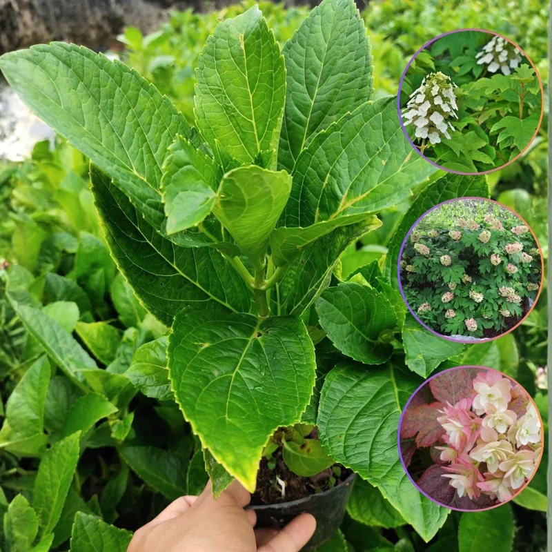Munchkin Hydrangea Live Plant - Compact Oakleaf Shrub, 4 inch Pot, 1 Year Old Munchkin Hydrangea Live Plant - Compact Oakleaf Shrub, 4 inch Pot, 1 Year Old - Image 5