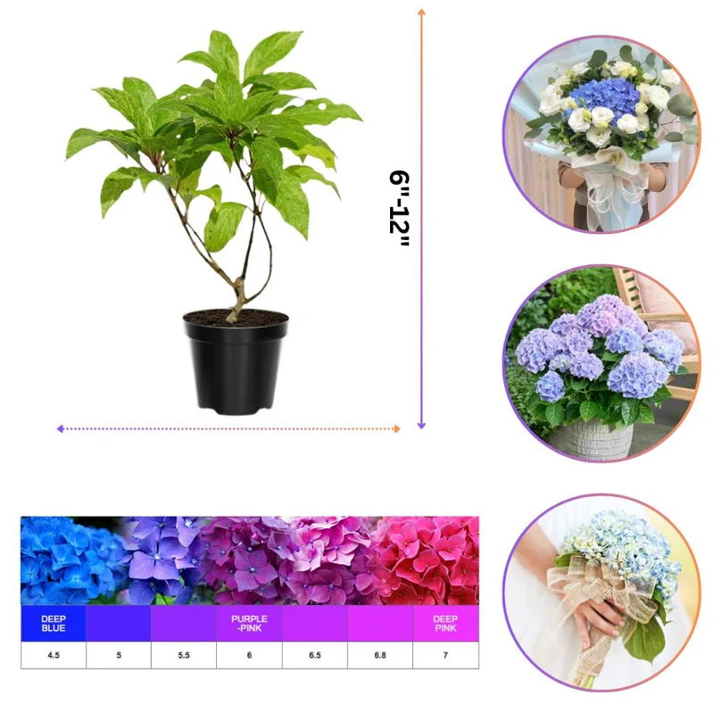 Munchkin Hydrangea Live Plant - Compact Oakleaf Shrub, 4 inch Pot, 1 Year Old Munchkin Hydrangea Live Plant - Compact Oakleaf Shrub, 4 inch Pot, 1 Year Old - Image 6
