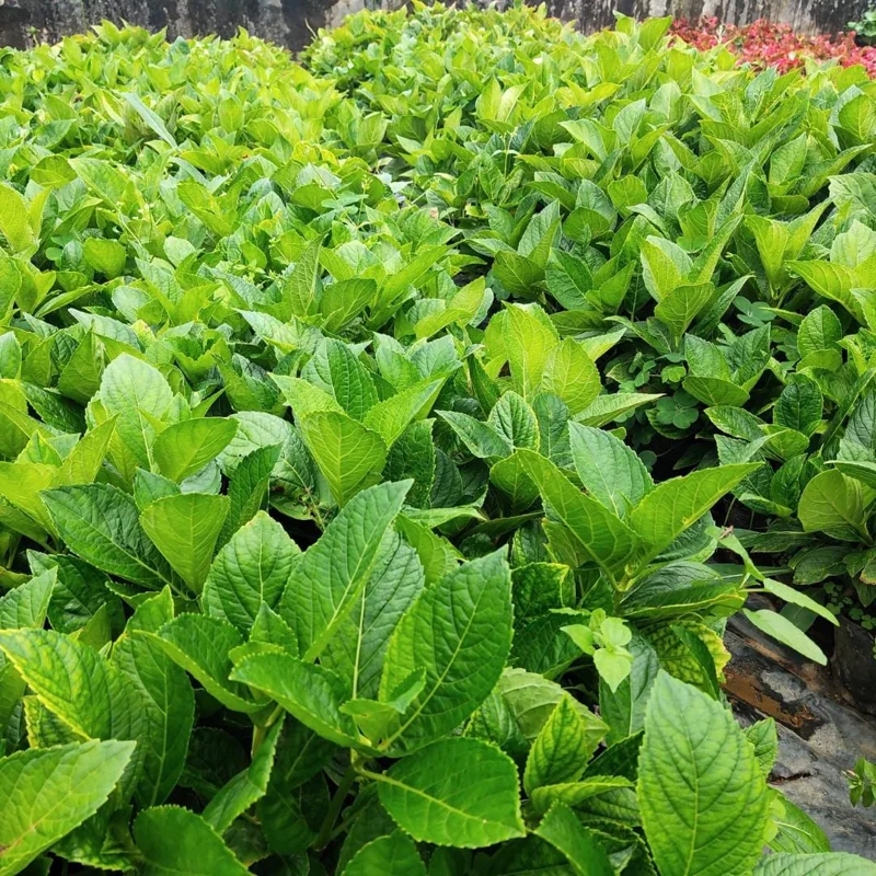 Munchkin Hydrangea Live Plant - Compact Oakleaf Shrub, 4 inch Pot, 1 Year Old Munchkin Hydrangea Live Plant - Compact Oakleaf Shrub, 4 inch Pot, 1 Year Old - Image 7