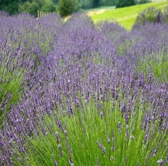 Munstead Lavender Live Plants, Set of 2, English Lavender, 4-6 Inch Tall Munstead Lavender Live Plants, Set of 2, English Lavender, 4-6 Inch Tall - Image 2