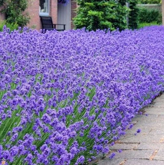 Munstead Lavender Live Plants, Set of 2, English Lavender, 4-6 Inch Tall Munstead Lavender Live Plants, Set of 2, English Lavender, 4-6 Inch Tall - Image 3
