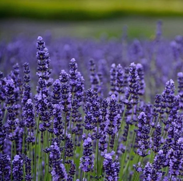 Munstead Lavender Live Plants, Set of 2, English Lavender, 4-6 Inch Tall Munstead Lavender Live Plants, Set of 2, English Lavender, 4-6 Inch Tall - Image 4
