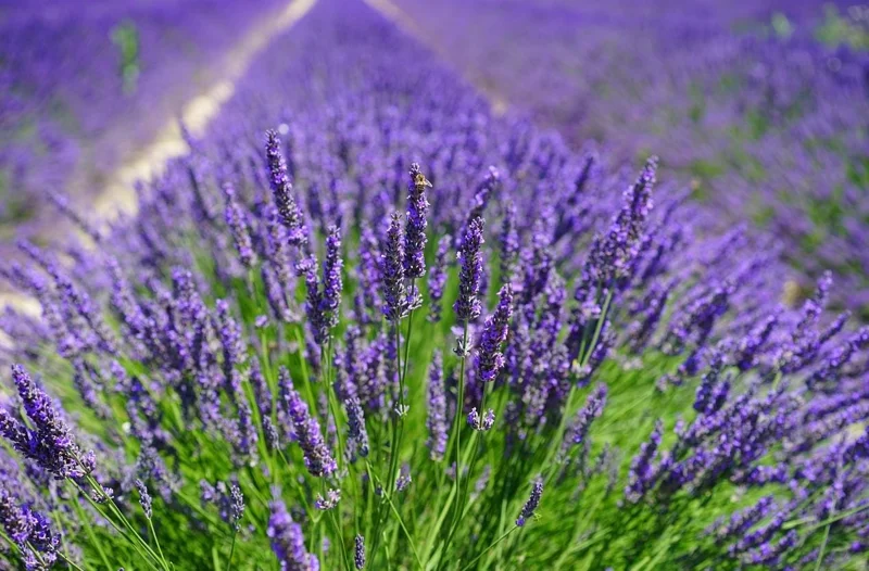 Munstead Lavender Live Plants, Set of 2, English Lavender, 4-6 Inch Tall Munstead Lavender Live Plants, Set of 2, English Lavender, 4-6 Inch Tall - Image 5
