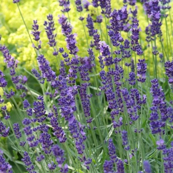 Munstead Lavender Live Plants, Set of 2, English Lavender, 4-6 Inch Tall Munstead Lavender Live Plants, Set of 2, English Lavender, 4-6 Inch Tall - Image 6