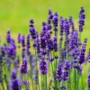 Munstead Lavender Live Plants, Set of 2, English Lavender, 4-6 Inch Tall Munstead Lavender Live Plants, Set of 2, English Lavender, 4-6 Inch Tall - Image 1