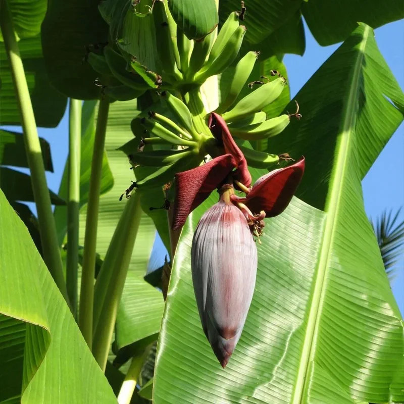 Musa 'Gran Nain' Banana Tree Seeds - 10 Pcs - Fast Growing, Dwarf Musa 'Gran Nain' Banana Tree Seeds - 10 Pcs - Fast Growing, Dwarf - Image 3