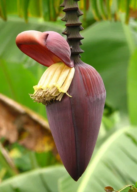 Musa 'Gran Nain' Banana Tree Seeds - 10 Pcs - Fast Growing, Dwarf Musa 'Gran Nain' Banana Tree Seeds - 10 Pcs - Fast Growing, Dwarf - Image 4