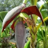 Musa 'Gran Nain' Banana Tree Seeds - 10 Pcs - Fast Growing, Dwarf - Image 1