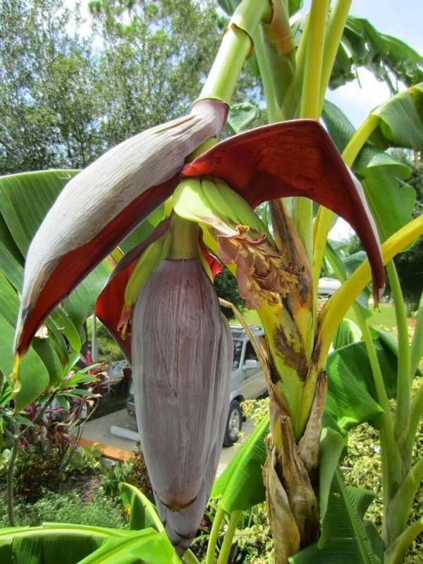 Musa 'Gran Nain' Banana Tree Seeds - 10 Pcs - Fast Growing, Dwarf - Image 1