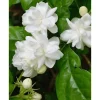 Mysore Mulli Sambac Jasmine Plant Live, Fragrant White Flowers, Half Gallon Pot, Indoor/Outdoor - Image 1
