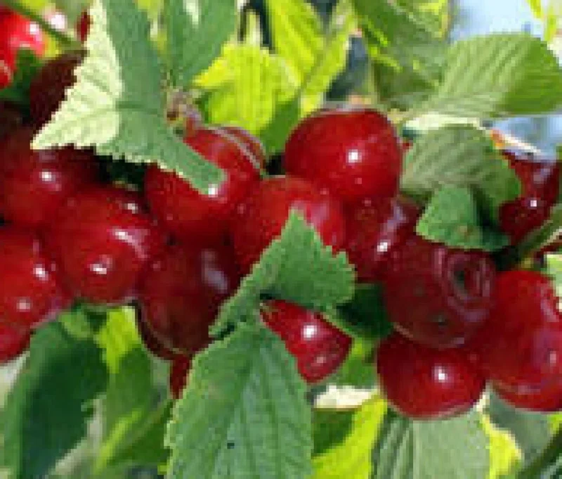 Nanking Bush Cherry Live Plant - Prunus tomentosa 'Nanking' Edible Fruit 24+ Inches Nanking Bush Cherry Live Plant - Prunus tomentosa 'Nanking' Edible Fruit 24+ Inches - Image 2