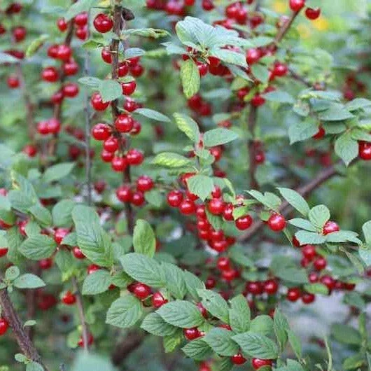 Nanking Bush Cherry Live Plant - Prunus tomentosa 'Nanking' Edible Fruit 24+ Inches Nanking Bush Cherry Live Plant - Prunus tomentosa 'Nanking' Edible Fruit 24+ Inches - Image 3