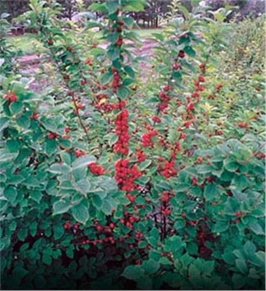 Nanking Bush Cherry Live Plant - Prunus tomentosa 'Nanking' Edible Fruit 24+ Inches Nanking Bush Cherry Live Plant - Prunus tomentosa 'Nanking' Edible Fruit 24+ Inches - Image 4