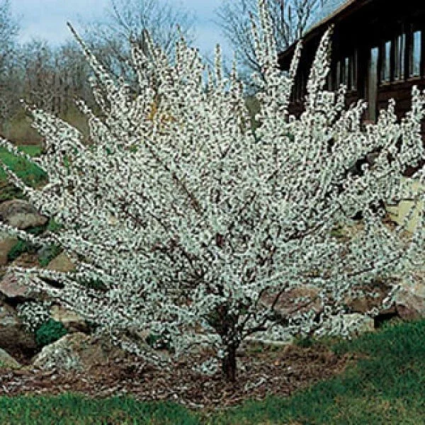 Nanking Bush Cherry Live Plant - Prunus tomentosa 'Nanking' Edible Fruit 24+ Inches Nanking Bush Cherry Live Plant - Prunus tomentosa 'Nanking' Edible Fruit 24+ Inches - Image 5