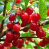 Nanking Cherry Live Plant - Sweet Bush Cherry Shrub, 6-12 Inches Tall, Outdoor Nanking Cherry Live Plant - Sweet Bush Cherry Shrub, 6-12 Inches Tall, Outdoor - Image 1