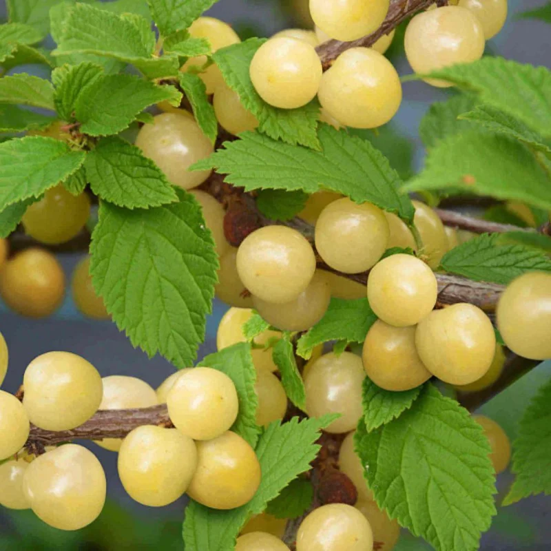 Nanking White Sweet Bush Cherry Live Plant – 6-12 Inches Tall – Outdoor Shrub Nanking White Sweet Bush Cherry Live Plant – 6-12 Inches Tall – Outdoor Shrub - Image 2