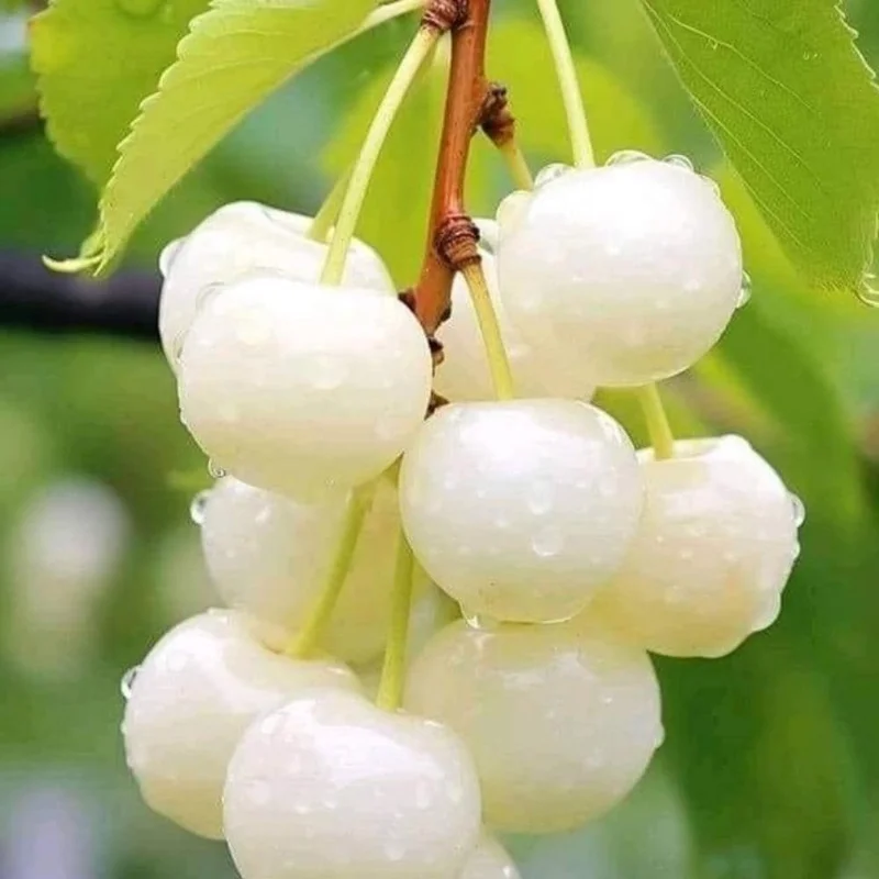 Nanking White Sweet Bush Cherry Live Plant – 6-12 Inches Tall – Outdoor Shrub Nanking White Sweet Bush Cherry Live Plant – 6-12 Inches Tall – Outdoor Shrub - Image 1