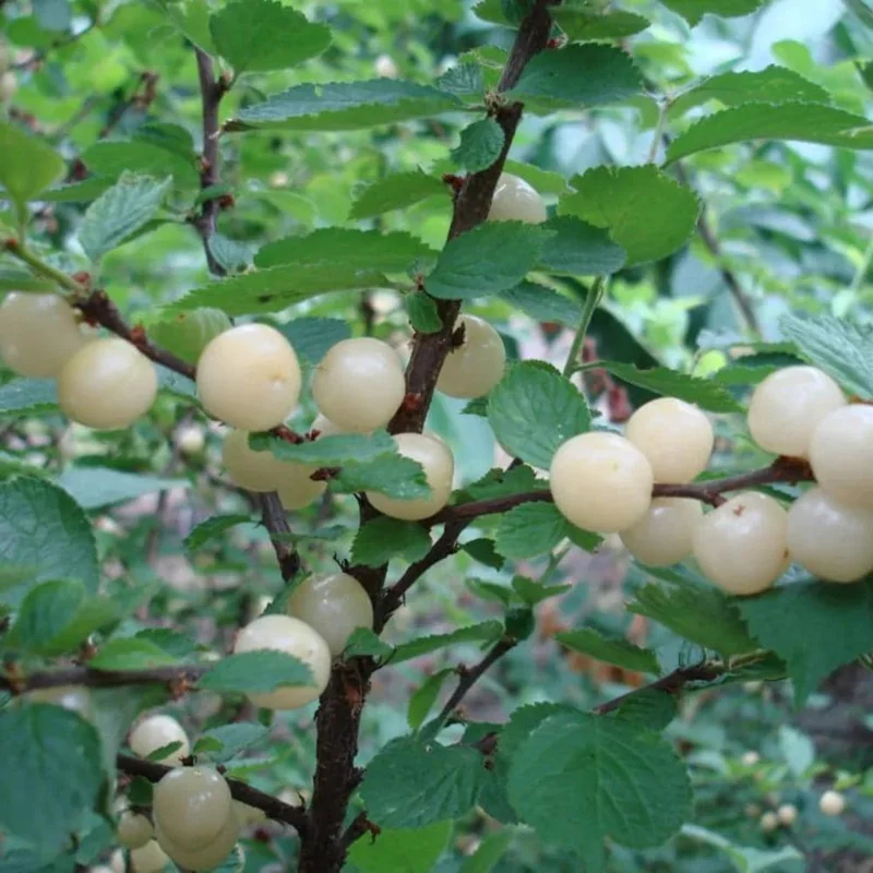Nanking White Sweet Bush Cherry Live Plant – 6-12 Inches Tall – Outdoor Shrub Nanking White Sweet Bush Cherry Live Plant – 6-12 Inches Tall – Outdoor Shrub - Image 4