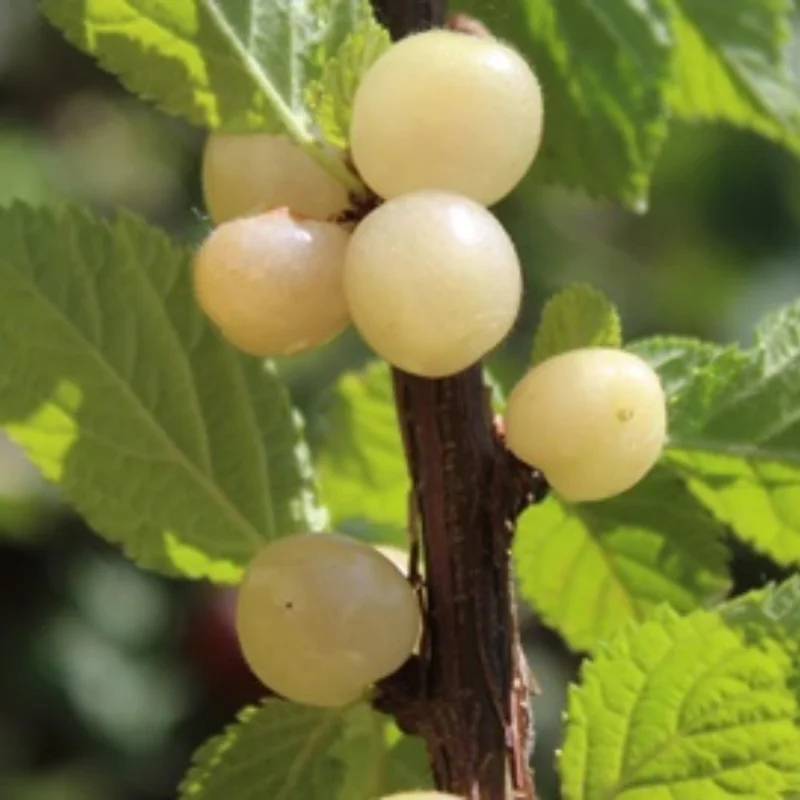 Nanking White Sweet Bush Cherry Live Plant – 6-12 Inches Tall – Outdoor Shrub Nanking White Sweet Bush Cherry Live Plant – 6-12 Inches Tall – Outdoor Shrub - Image 5